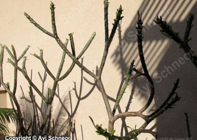 פלומריות בתרדמת חורף